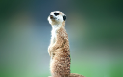 how buss are these fast foods?