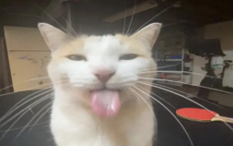 Style Showdown Value TL