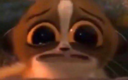 BPGC Member Insanity Level