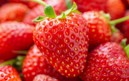 Fruits