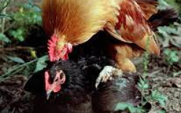 the 8th grade girls of bryan middle school