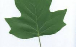 Leaves as Toilet Paper