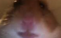 Bruh88 Videos