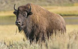 Animals You Could Beat In a Fight