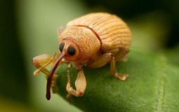 Weevil
