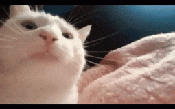 cuberoot garf peple first impresson