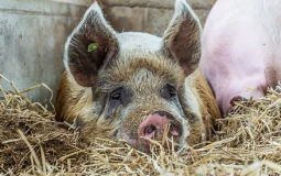 Schweine