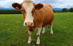 OH GOD I GOT SO MUCH MILK