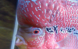 (FT) FishTuber | Tier List