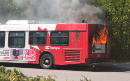 OC Transpo Vehicles