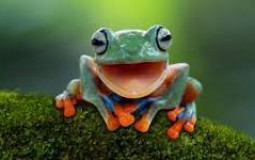 Cutest types of forest frogs