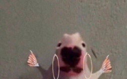 Simp Tier list favorite character edition