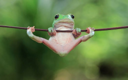 Was beste Frosch/Kröte?