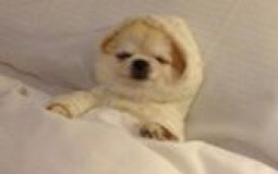People going to sleep