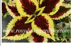 coleus