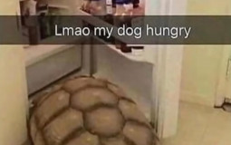 Hashiras based on...