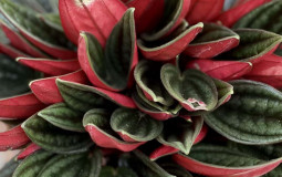 Rośliny w kolorze wina