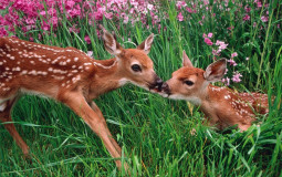 Animal Crossing Deer Villagers (New Horizons)