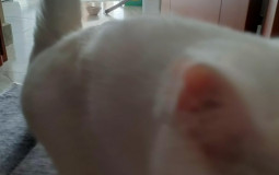 Anime Katman Listesi