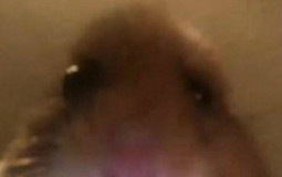 ๖̶̶̶ζ͜͡ᏒΣᗞ༻