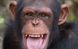 Primates