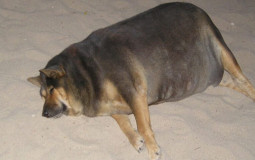 doggys 19385208248192329