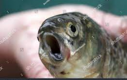 Welcher Fisch passt zur Herbivoren Aquakultur?