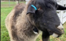 Ag Goats