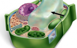 Cell parts