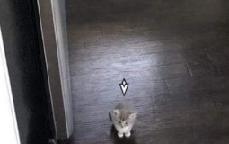 soren's simping list