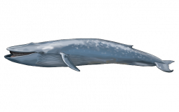 quien sobrevive mas?