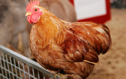 Chicken Sandwich