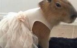 Just a Cookie Run Kingdom TierList