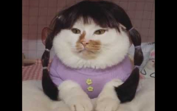 Cats with Wigs