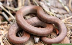 Reptiles that i could find in the spring