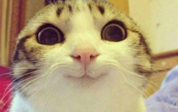 TKN's friends' cats n dogs