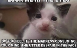 Rating all YorKanGor characters