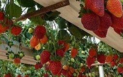 Страна самоцветов