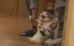 natty's debut dresses !