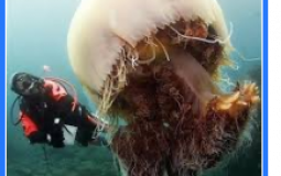 jellyfish