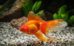 (FW) Coldwater Fish | Tier List V2