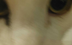 Cohort Cat Intelligence