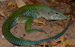Animal