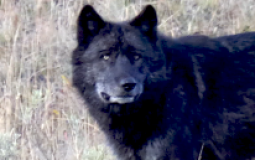 Hottest Wolves in Wolf Connection