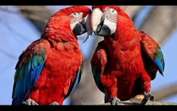ANIMALSSSSSSSS