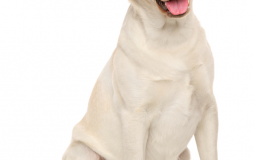 Dogs