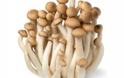 Edible Mushrooms