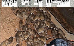 смешные слова