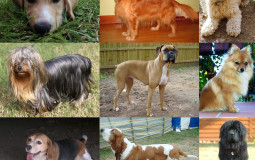 The Best Dog Breeds