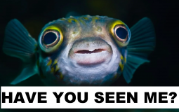 Random Song Generater